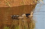 African Black Duck